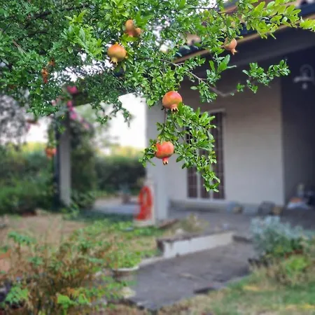 Cedro Del Libano Daire