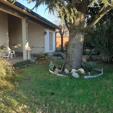 Cedro Del Libano Daire Marano (Bologna)