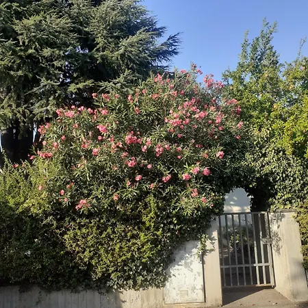 Cedro Del Libano * Marano (Bologna)