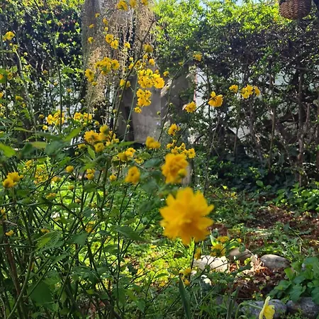 Cedro Del Libano Apartman Marano (Bologna)