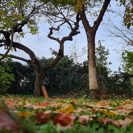 Cedro Del Libano Marano (Bologna)