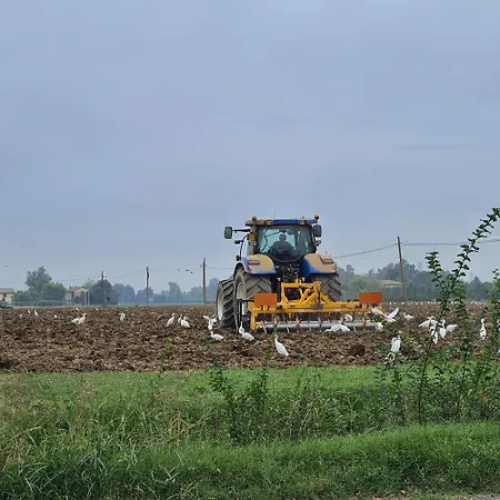 Lejlighed Cedro Del Libano Marano (Bologna)