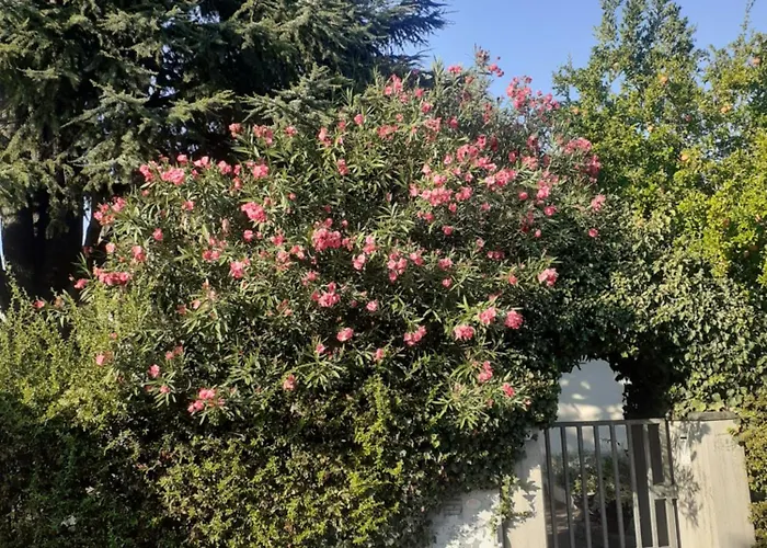 Cedro Del Libano * Marano (Bologna)