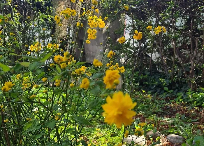 Cedro Del Libano Apartmán Marano (Bologna)