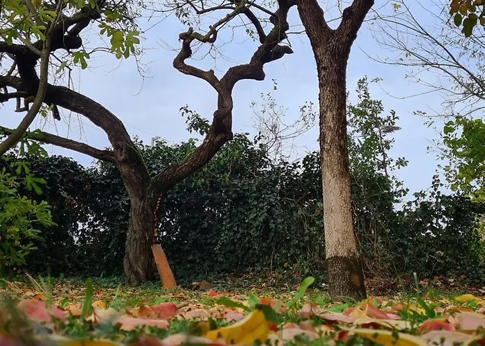 Cedro Del Libano Marano (Bologna)